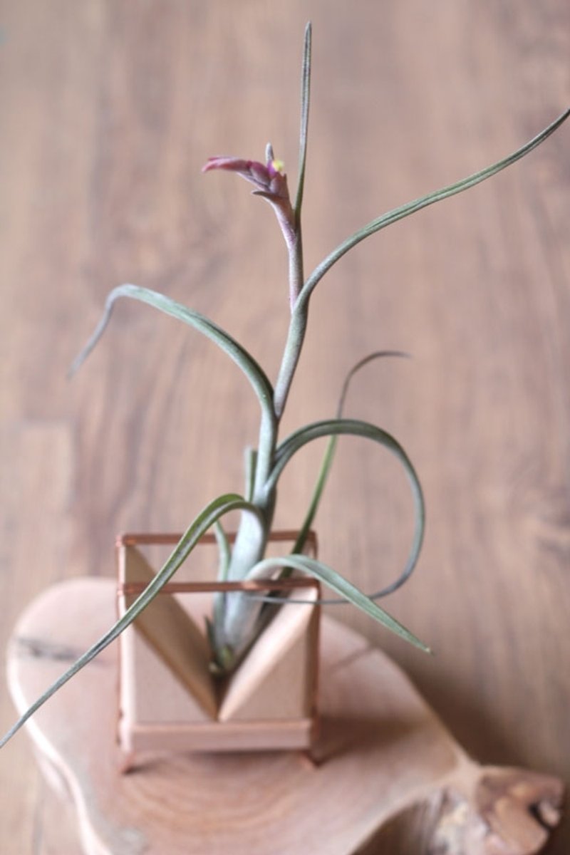 红铜积木￥空气凤梨 - 植栽/盆栽 - 木头 绿色