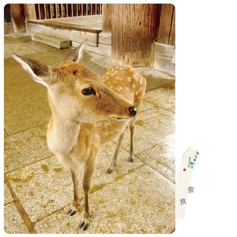 日本旅行摄影明信片 - 卡片/明信片 - 纸 