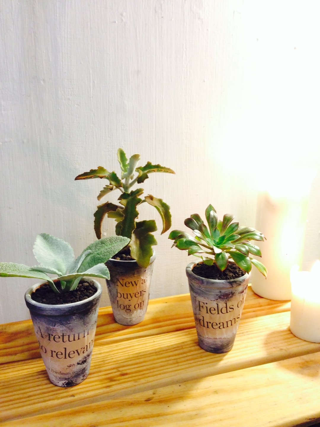“Sentence”一句话就能给你温暖 - 植栽/盆栽 - 植物．花 