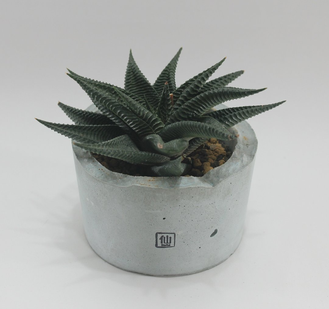 多肉植物小盆栽-霸气，不受挑衅 - 植栽/盆栽 - 植物．花 灰色