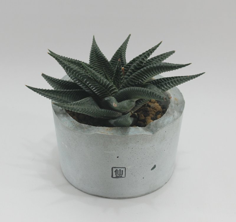多肉植物小盆栽-霸气，不受挑衅 - 植栽/盆栽 - 植物．花 灰色