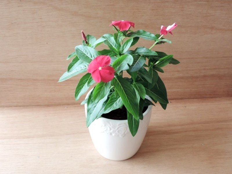 绿色浪漫 · 日日春 - 植栽/盆栽 - 植物．花 