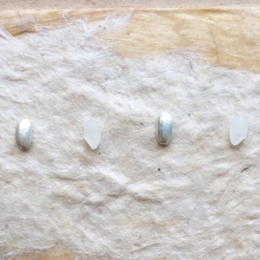 * Grain Series * rice grains Pierce (silicon catch) - 耳环/耳夹 - 其他金属 