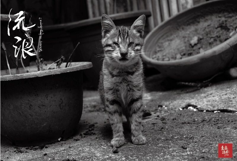 明信片 / 流浪摄影纪实系列 # 14 · 听 - 卡片/明信片 - 纸 黑色