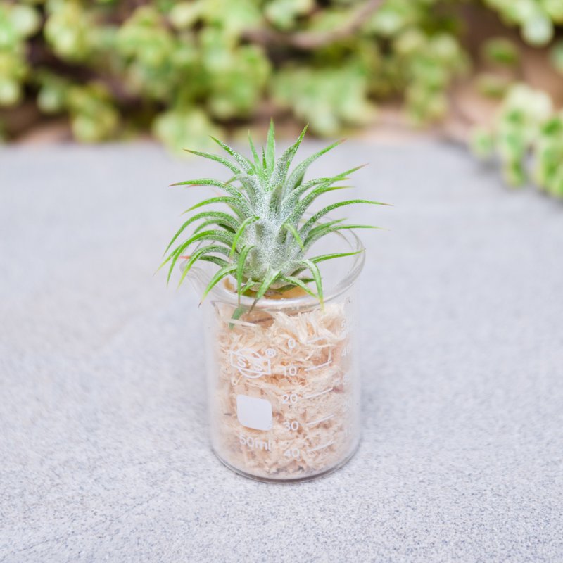 空气中的自然生命 - 小精灵 - 植栽/盆栽 - 玻璃 绿色