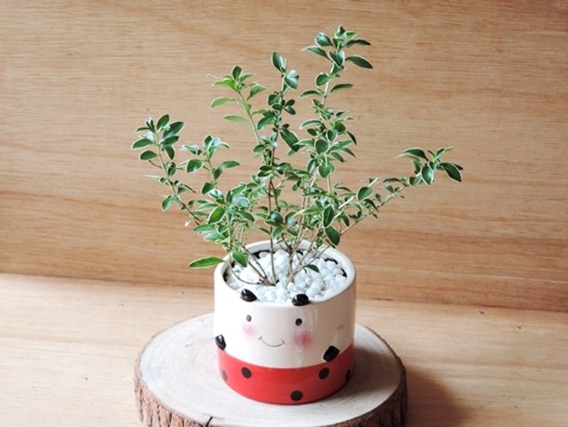 疗育系 · 森林瓢虫 · 六月雪 - 植栽/盆栽 - 植物．花 