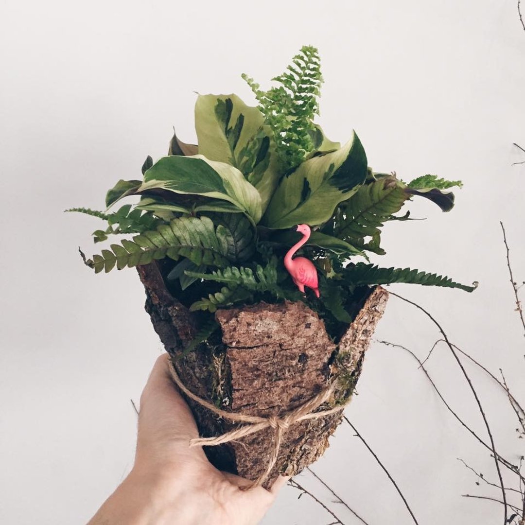 树洞的秘密  室内植栽含小动物 - 植栽/盆栽 - 植物．花 绿色