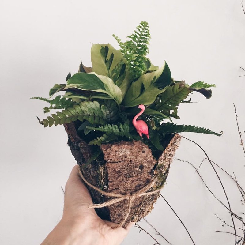 树洞的秘密  室内植栽含小动物 - 植栽/盆栽 - 植物．花 绿色