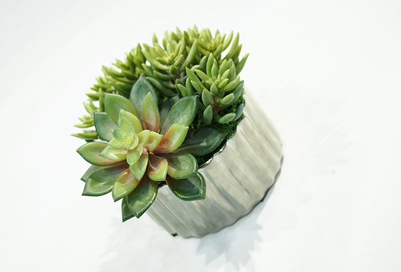 【人造花艺】石莲小品 - 植栽/盆栽 - 其他材质 绿色