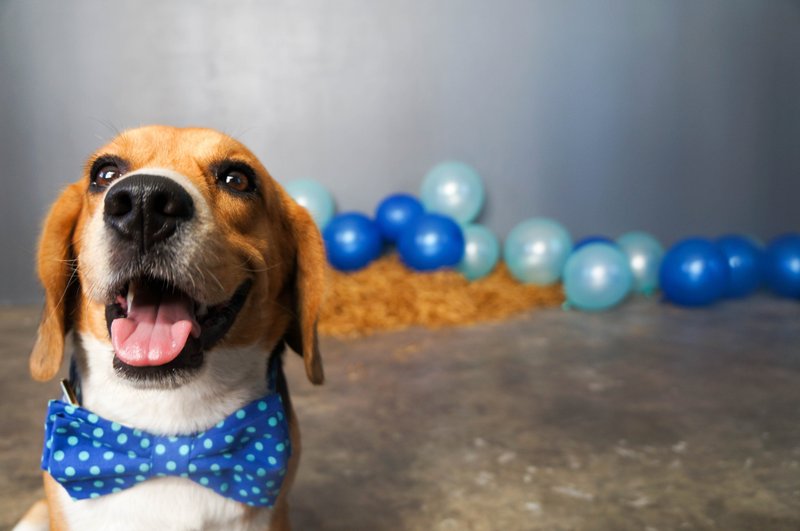 Polkadog Polkadot - 蝴蝶结蓝点 狗狗项圈 - 项圈/牵绳 - 棉．麻 蓝色