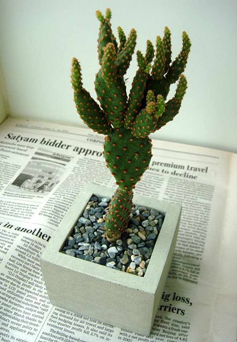 水泥花器+金乌帽子 - 摆饰 - 水泥 