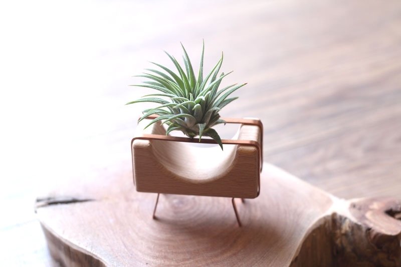 红铜积木￥空气凤梨 - 植栽/盆栽 - 木头 绿色