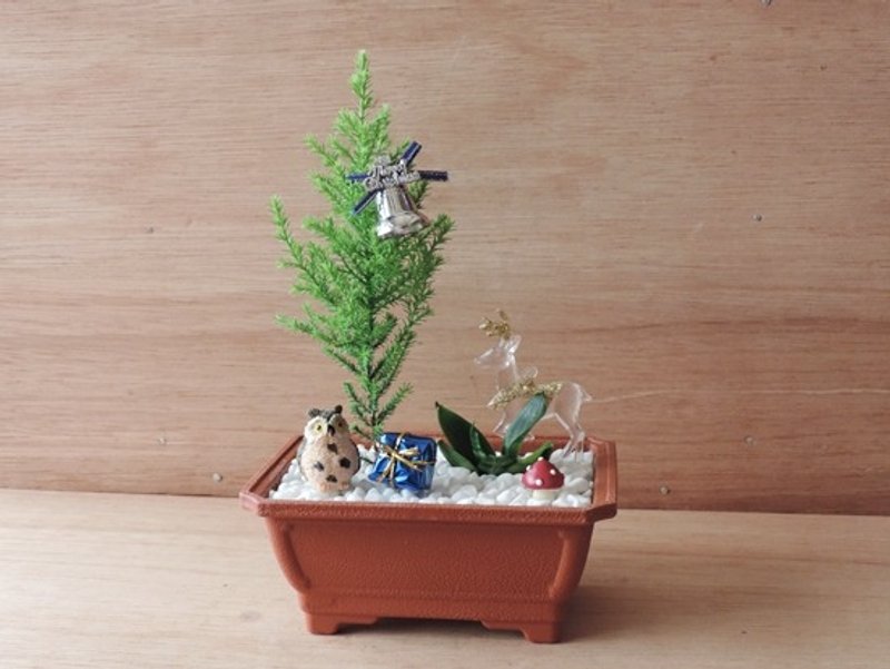Xmas · 森林派对《圣诞限定》 - 植栽/盆栽 - 植物．花 