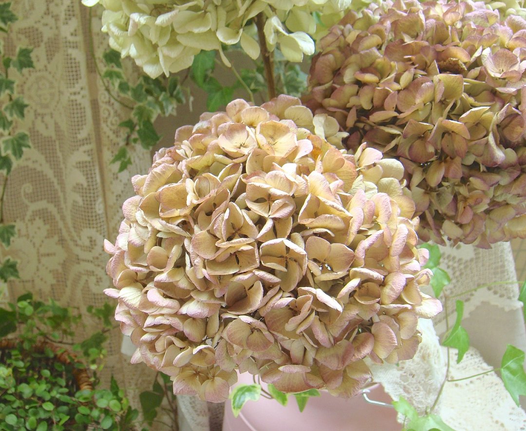 绣球干燥花(古典粉)/室内装饰  摆饰 - 摆饰 - 植物．花 粉红色