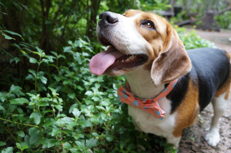 Polkadog Polkadot 人的好朋友系列 - 蝴蝶结缤纷点点点 狗狗项圈 - 项圈/牵绳 - 其他材质 多色