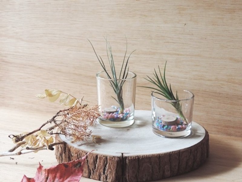 午后的浪漫 · 空气凤梨 - 植栽/盆栽 - 植物．花 