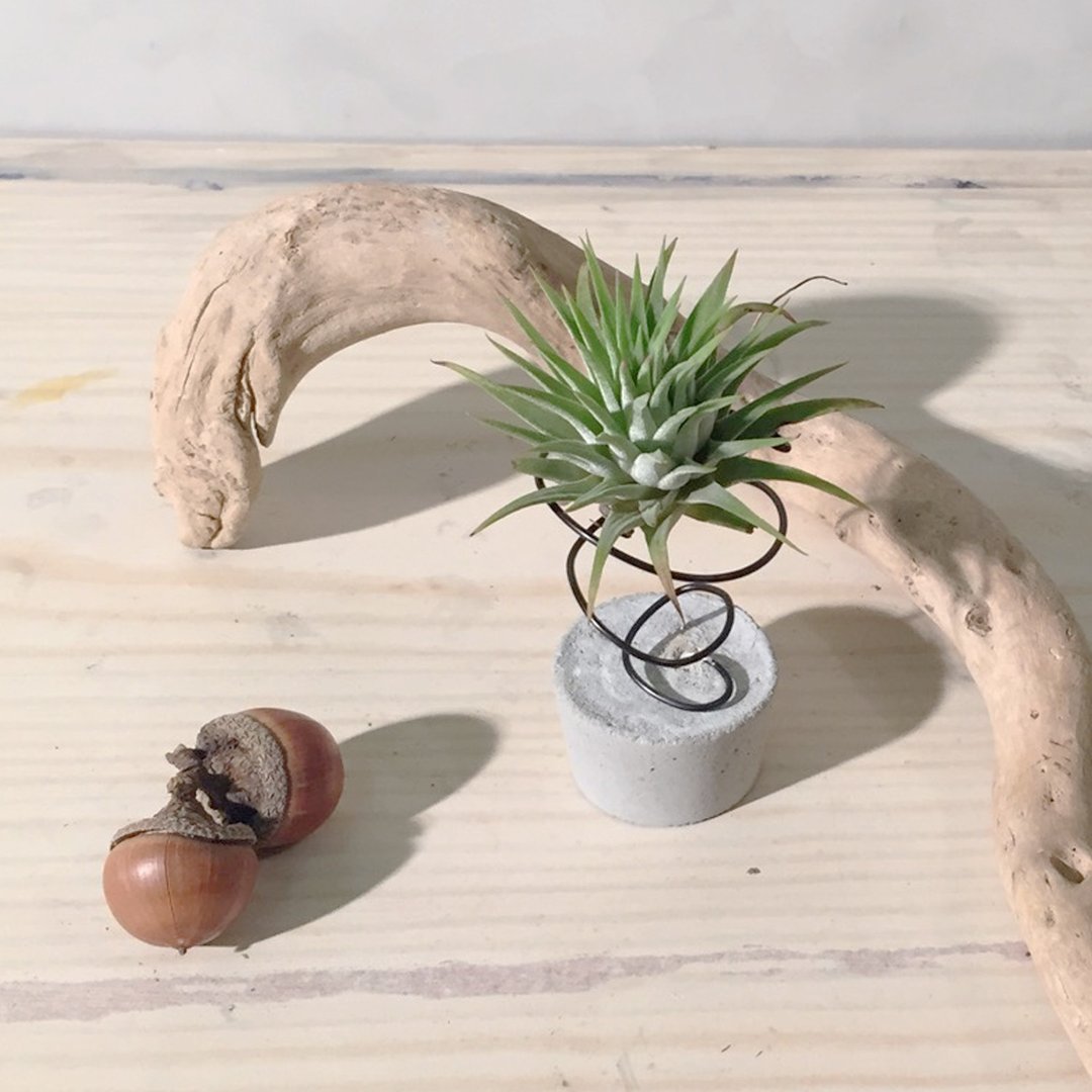 [动植物]空气凤梨植栽组-S号 - 植栽/盆栽 - 棉 绿色