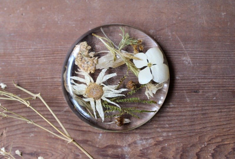 植物艾迪 ♪ 椭圆纸镇 - 植栽/盆栽 - 植物．花 白色