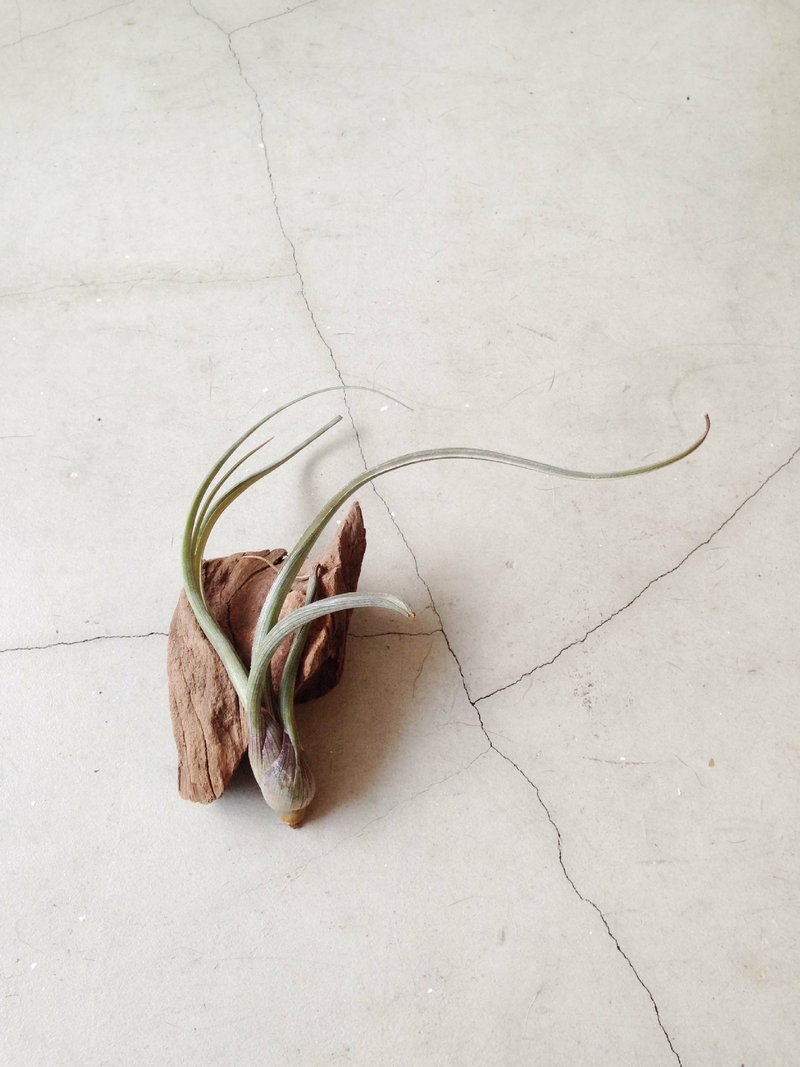 ◥限定品-紫色章鱼：Tillandsia bulbosa 'Giant'中型紫色章鱼空气凤梨x漂流木组合植栽 - 植栽/盆栽 - 植物．花 金色