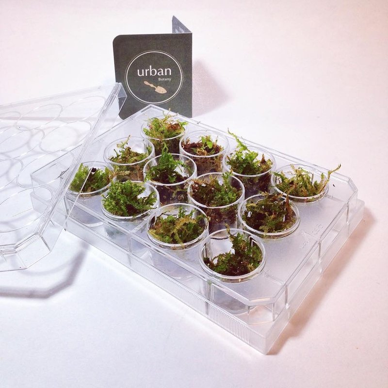 [ 12 Well Treesoss Set ]  绿手指入门新品：12 井好家伙苔藓入门组 - 植栽/盆栽 - 植物．花 绿色
