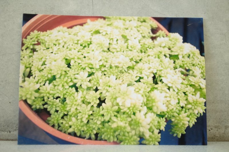 枯木&CryWood手作明信片【082】─种一盆星星 - 卡片/明信片 - 纸 绿色