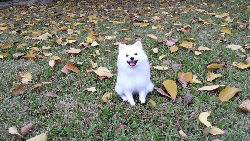 ☆ 羊毛毡 拟真狗狗 ☆ (定制化) - 其他 - 羊毛 多色