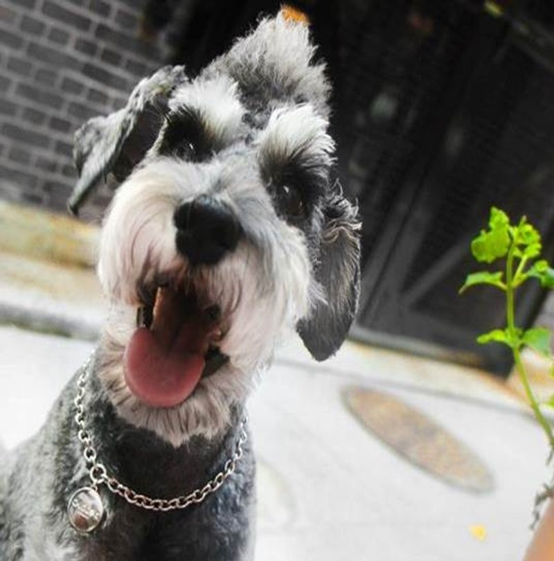 【CHIC DOG】狗狗项链 亲子套组((项链 - 唯一单链款式))加购区 - 项圈/牵绳 - 其他金属 灰色