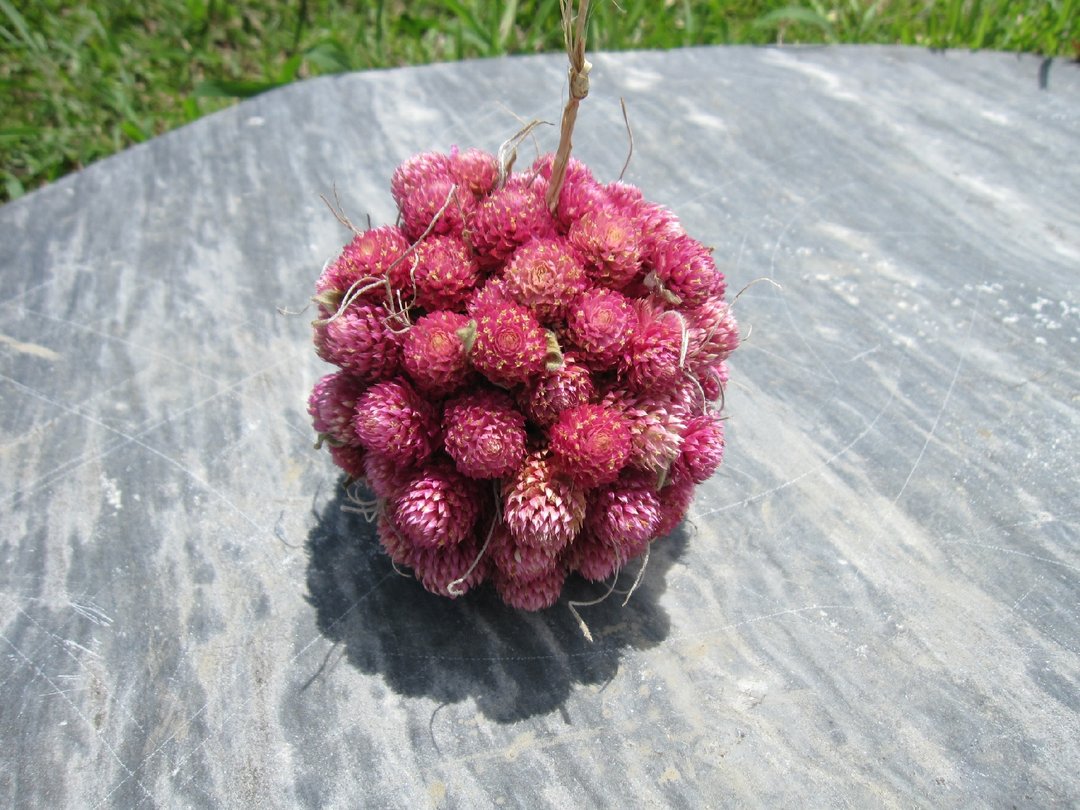 Hi,莓果派对-干燥花球 - 植栽/盆栽 - 植物．花 