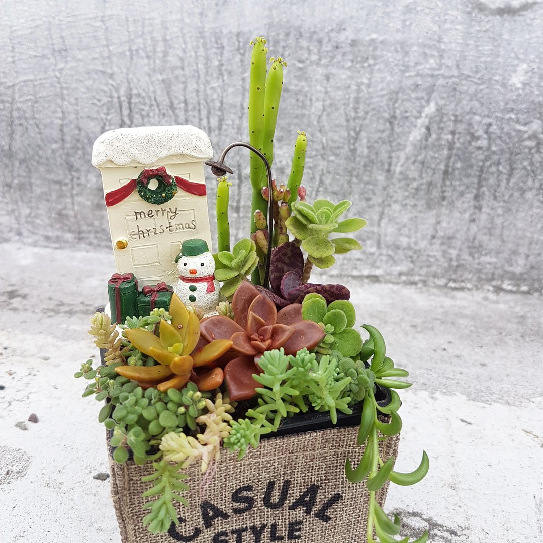 圣诞雪人缤纷好礼 多肉组盆 (Christmas colourful snowman) - 植栽/盆栽 - 防水材质 绿色