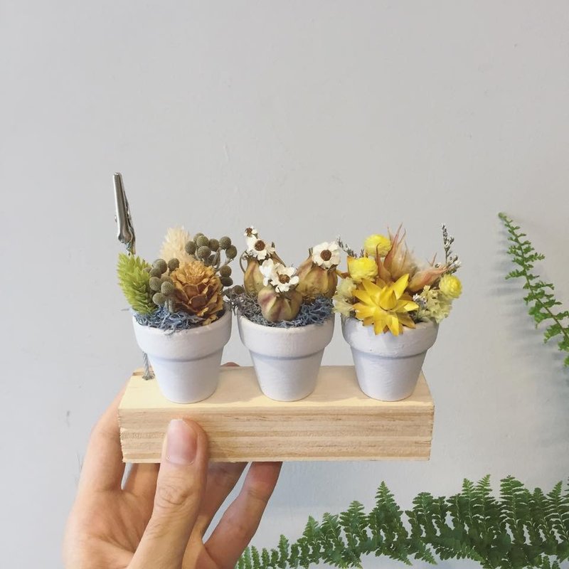 Memory想对你说的一定是最温暖的  想让你看的一定是最美丽的 - 干燥花/捧花 - 植物．花 粉红色