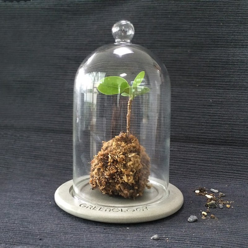 Greenology 苔藓生态瓶配水泥底座 - 收纳用品 - 玻璃 灰色
