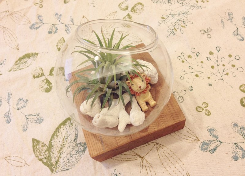 (盆栽) 盛夏群岛 Isolated Island(不含底座) (空气凤梨 疗愈 办公小物) 新年 送礼 - 植栽/盆栽 - 其他材质 白色