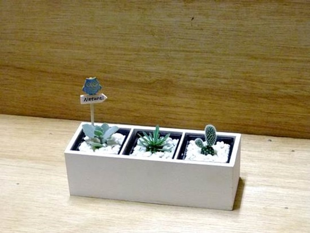 简单的永恒 · 多肉生活美学 - 植栽/盆栽 - 植物．花 