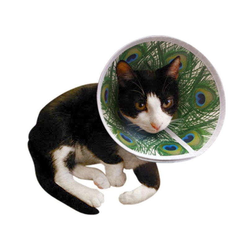 伊莉莎白项圈(头套)/孔雀 (XS)颈围约19厘米±3 - 项圈/牵绳 - 塑料 绿色