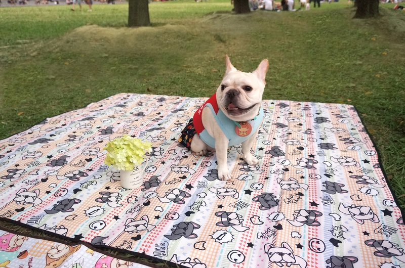 防水收纳野餐垫-法斗日常 - 野餐垫 - 其他材质 橘色