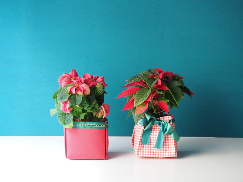 《节庆特卖》圣诞红盆栽 (大) - 植栽/盆栽 - 植物．花 多色