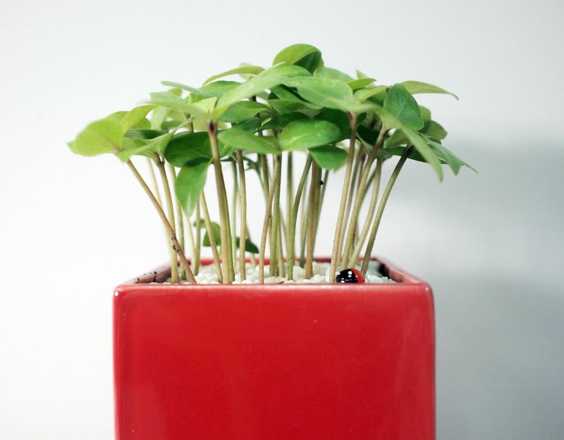 【盆栽】大象星星盆栽(中) - 植栽/盆栽 - 植物．花 