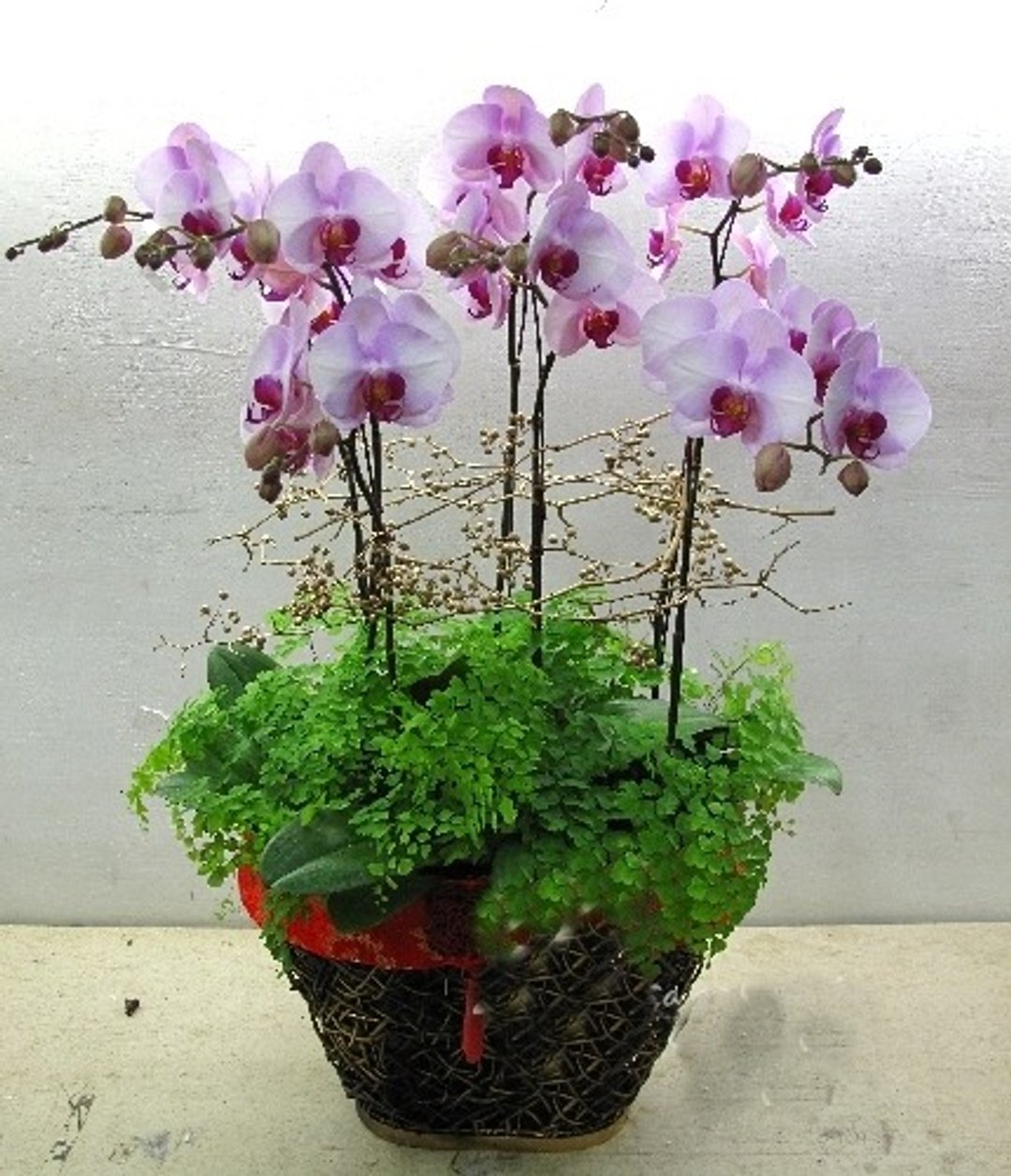 优雅 - 植栽/盆栽 - 植物．花 粉红色