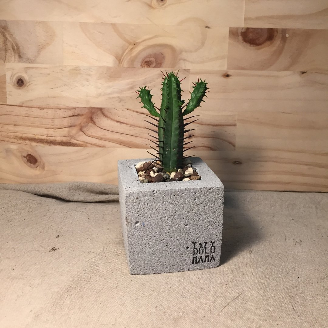 DOLOMAMA 守护-多肉 水泥盆栽组 - 植栽/盆栽 - 水泥 灰色