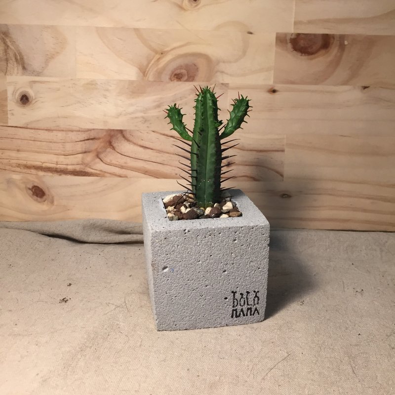 DOLOMAMA 守护-多肉 水泥盆栽组 - 植栽/盆栽 - 水泥 灰色