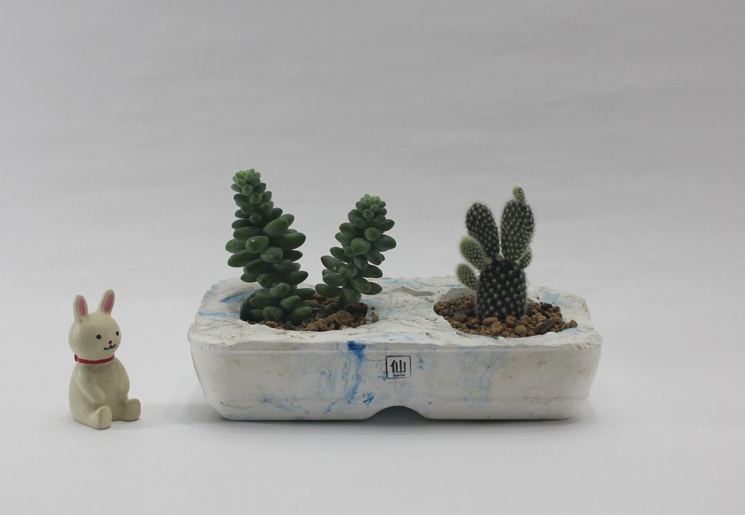 多肉植物盆栽-茂盛，勇敢的生命力 - 植栽/盆栽 - 水泥 蓝色