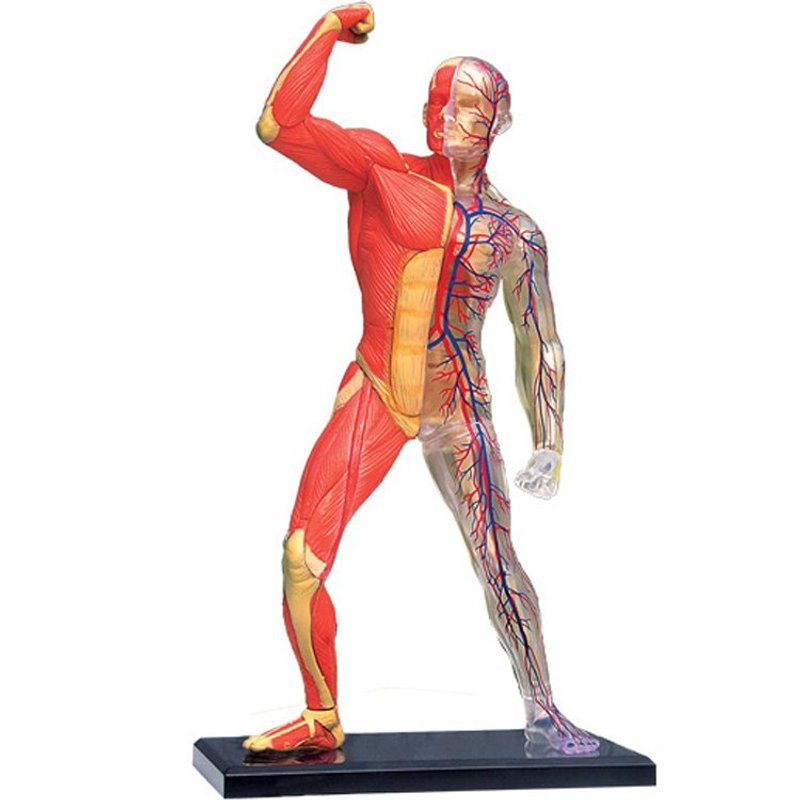 4D Master＿4D组合模型-人体系列-全身透析 - 其他 - 塑料 