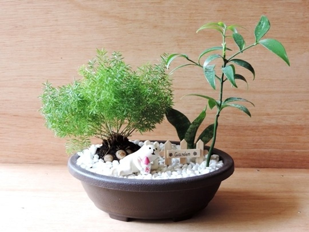 疗育系 · 夏日冰之风 - 植栽/盆栽 - 植物．花 