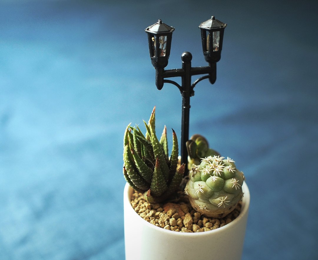 〈我们聊聊 好吗〉多肉植物 组合盆栽  <Should we talk> Succulents - 植栽/盆栽 - 其他材质 白色