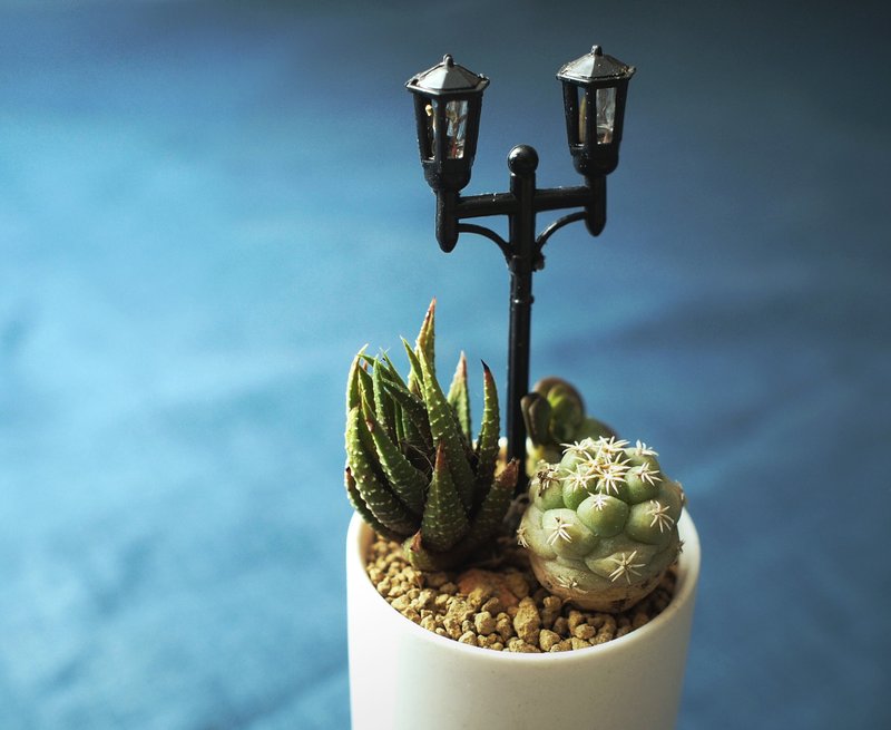 〈我们聊聊 好吗〉多肉植物 组合盆栽  <Should we talk> Succulents - 植栽/盆栽 - 其他材质 白色