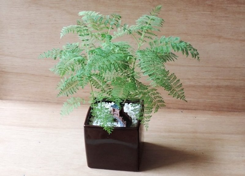 浪漫的等待 · 蓝花楹 - 植栽/盆栽 - 植物．花 