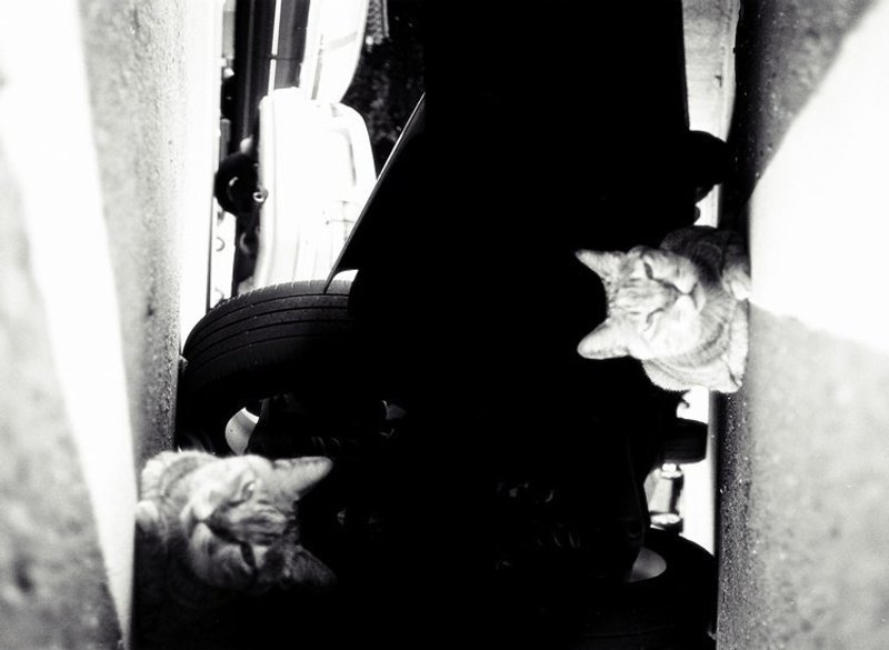 OldNew Lady-黑白摄影风牛皮纸笔记本(款6)-猫咪 - 笔记本/手帐 - 纸 黑色