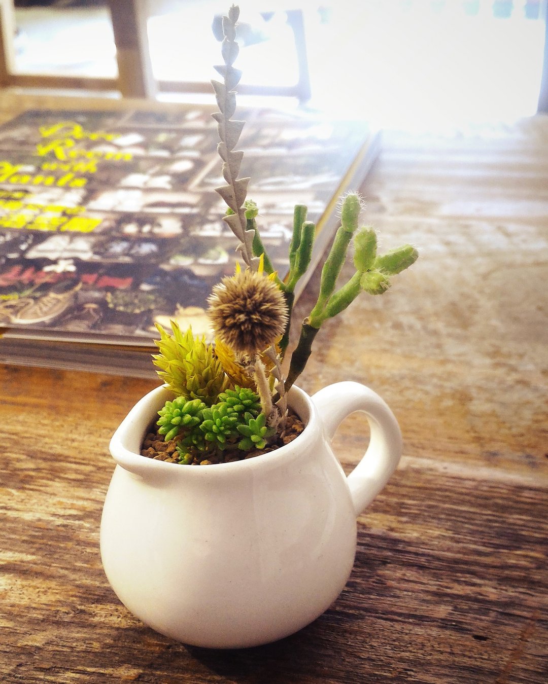 〈草舍大肉壶〉多肉植物 盆栽  <Cottage pork pot> succulents - 植栽/盆栽 - 瓷 绿色