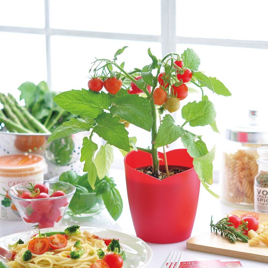 Heartomato 心形栽培套组 / 爱心番茄 - 植栽/盆栽 - 塑料 红色