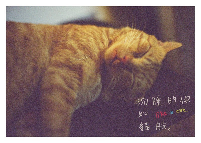 猫般你 /Magai's postcard - 卡片/明信片 - 纸 咖啡色